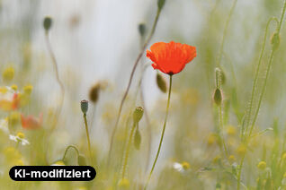 25 Jahre Weblication®